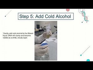 dna extraction from onion