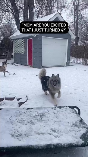 wolf transformation. respect the owner ✅ #wolf #wolfdog #wolves #dogs #wolfdog #wolfgirl #animal #wildanimal #snowwolf #animals #roar #pet #homies #bravo #americanwolf #life #morningwolf #native #nativeculture #wolfcommunity #wolfdogpuppy #lonewolf #siberianwolf #wolfdoggy #wolflove #highcontentwolf #wolfdoglove #wolfdogclub #wolfdoghybrid #americanwolfdog | Wolf lovers world