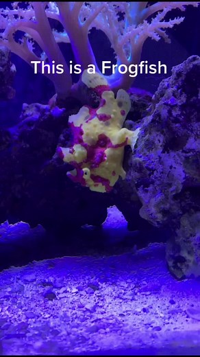 Fast Shrek Fish: A Unique Aquarium Experience