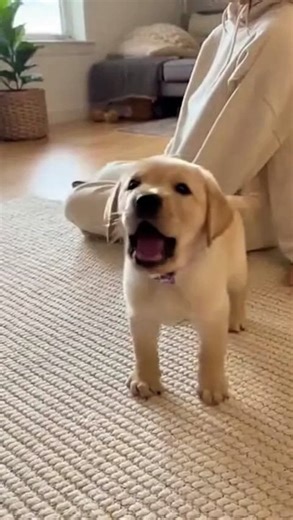 Golden Lab Puppy Barking!