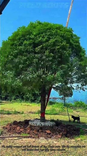 Transplant Mature Osmanthus Tree With Complete Large Soil Root Ball