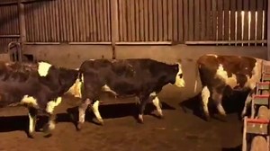 16K views · 135 reactions | Loading pure and cross bred Montbeliarde incalf heifers this morning for a Robotic dairy farm in Northern Ireland | cows.ie - David Clarke Livestock | Facebook