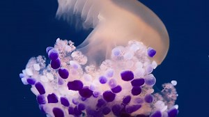 Jellyfish slow motion dance