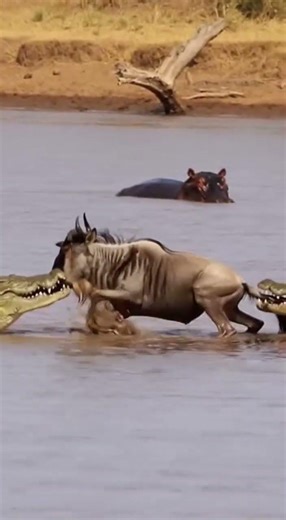 Two crocodiles attacks a wildebeest. #crocodile #wildbeest #safari #wildlife #wildlifeencounter