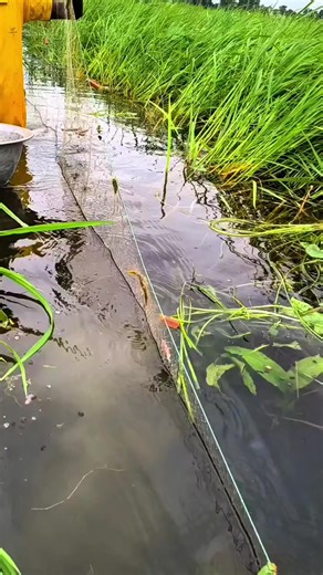 Local Fishing Adventures and Techniques