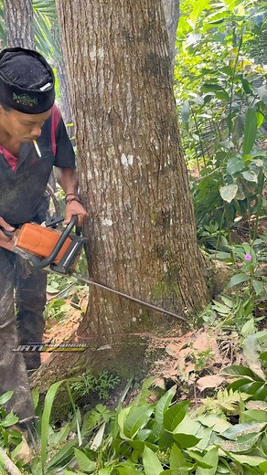 109K views · 420 reactions | Amazing Skill Man cutting mahogani tree | Jati Manungal | Facebook
