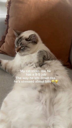 Arm & Hammer Cat Litter on Instagram: "clocked out, curled up, not taking questions at this time. 😴💼"