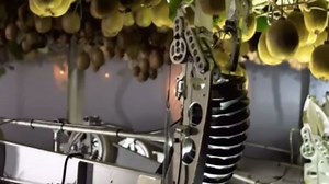 Focus: Robotic hands snatch kiwifruit future