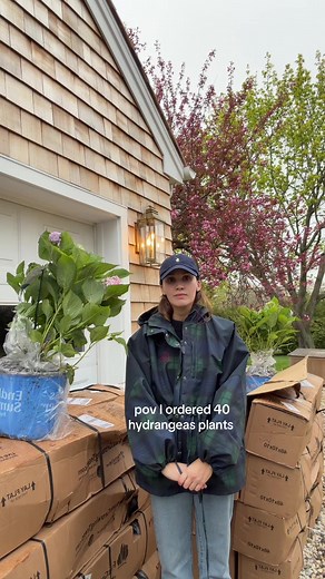 Tonka Jahari Pizza Surprise 40 Hydrangeas POV