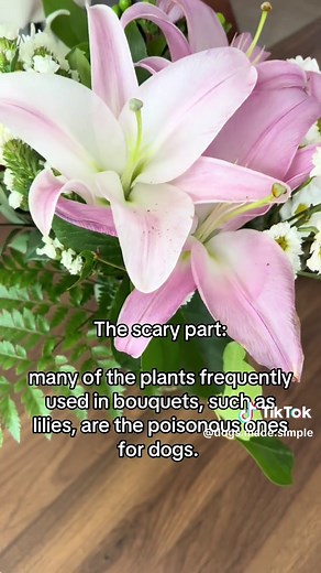 Top 5 Most Poisonous Plants for Dogs: A Must-Know Guide