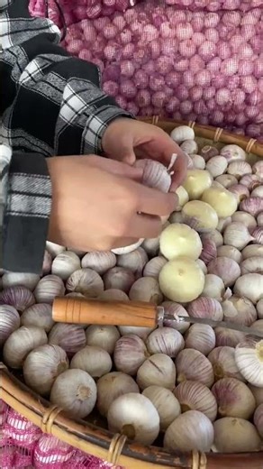 834 源头直供 紫皮独头大蒜，肉质细腻，香甜细腻，好吃不贵，你值得拥有！