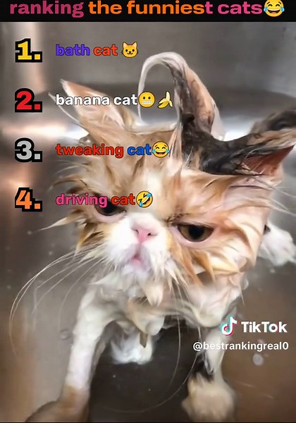 Ranking funny cats on TikTok 😂🐱🔥 This video is a fast-paced ranking of the funniest cat clips ever, where I rate each cat from 1 to 10 based on pure comedy, chaos, and unexpected behavior. Every moment is edited with zoom-ins, meme sounds, subtitles, and dramatic reactions. We start with the mild funny cats — things like cats staring into nothing, slowly knocking things off tables, or walking like they own the house. These get around 5–6/10 for humor. Then we move into funnier clips — cats ju