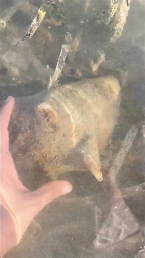 Found a conch #florida#sea#flkeys#fish#beach#conchshell#wildlife#floridakeys#gulf#sealife