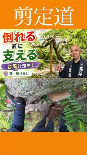 台風対策【頬杖支柱】藤立ち木仕立てに設置 #剪定道 #庭作業 #庭木の保護 #頬杖支柱取付 #庭木の管理 #台風被害