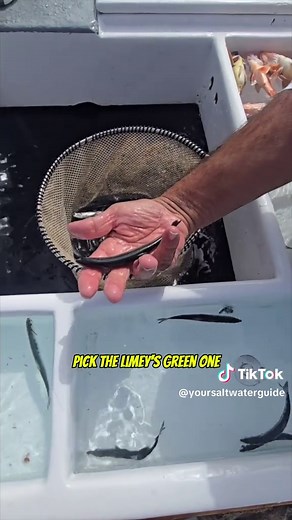 How to Effectively Catch Live Bait for Saltwater Fishing
