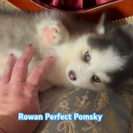 Rowan, beautiful Pomsky Puppy for adoption. #oklahomapomsky #pomsky #puppy #pomskypuppyforsale