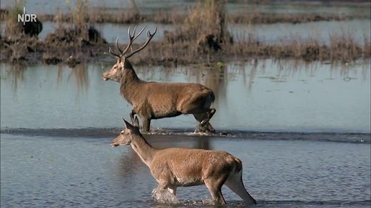 Expeditionen ins Tierreich: Wildes Deutschland - Die Lausitz