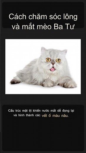 Cách chăm sóc lông và mắt mèo Ba Tư 🐱✨ #Shorts