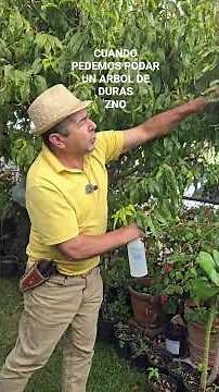 Cuando podemos podar un arbol de Durazno #Cuando #podar #Arbol #Durazno.