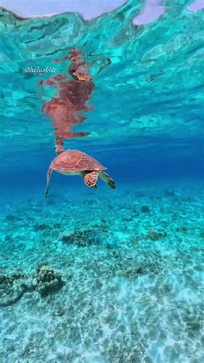 🇯🇵Kerama Islands, Okinawa｜沖縄, 慶良間諸島 #japan #kerama #okinawa #慶良間諸島 #沖縄
