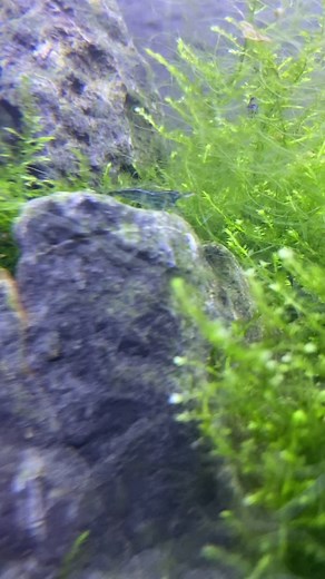 Should lgbtq families be allowed to adopt. #lgtbtiktok #lgbtqrights #lgbtqrightsarehumanrights #republican #democrat #libertairian #socailism #us #fy