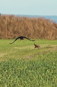 490K views · 10K reactions | Hare says  Eagle! | BullX Training Falconry & Hawking | Facebook