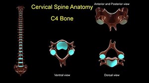 Cervical spine C 4 bone anatomy for medical concept 3D animation with anterior and posterior rotation