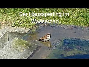 Der Spatz (Haussperling)