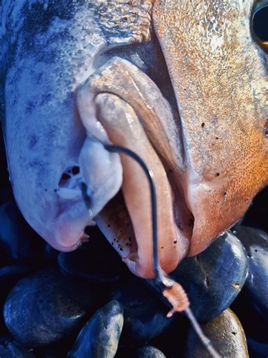 Catch Big Snapper with BKK Hooks: 4.5kgs Tips