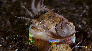 👻Prepare yourself for some of the spookiest species in existence! | Smithsonian Channel
