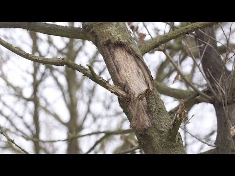 Grey squirrel damage. A menace to trees.