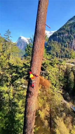 Giant Tree ASMR: Satisfying Nature Sounds