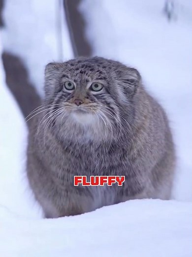 These Animals Use Their Tails Like Tools