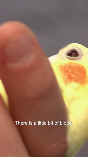 Why is this Cockatiel pulling out its feathers?! 😳🐤 #bondivet #birds #bird #cockatiel #pet #cute | Bondi Vet