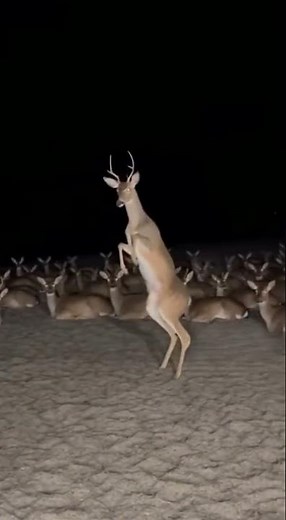 Dancing Deer Steals the Spotlight 🦌💃✨