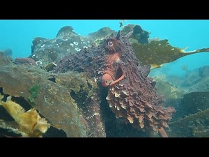 B.C. woman dancing with octopus caught in a stunning video