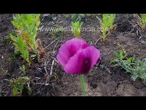 Opium Poppy plant crop under illicit cultivation in Manipur's Ukhrul district