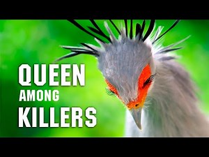 Secretary Bird: Snake Slayer! It Dances Around Prey Before the Kill and Thrives in Fires!