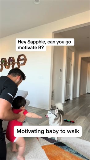 292K views · 8.7K reactions | Watch our dog & baby grow together over one year. From baby’s arrival, to him crawling, standing, walking, laughing, talking & Sapphie supporting him through it all 凉❤️#dogs #dogandbaby #babies #smartdog #wholesome #babyanddog | Alex Smart Dog | Facebook