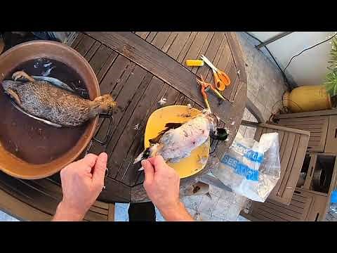HOW TO PLUCK AND GUT A DUCK / I BOIL IT