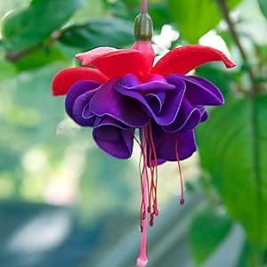CHUXAY GARDEN Purple Double Petals Hardy Fuchsia-Fuchsia Magellanica 50 Seeds Unique Striking Landscaping Plant Native Wildflower