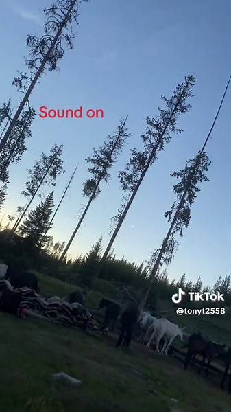 Wolves Encounter in Montana's Bob Marshall Wilderness