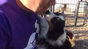 46K views · 823 shares | Kahlua, a sweet 3-year-old miniature...