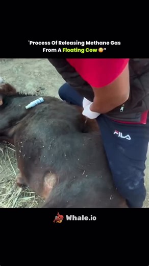 Mind Core Science on Instagram: "The flame you’re seeing? It’s coming from gas released out of a bloated cow’s stomach. Sounds wild, but here’s how it works cows naturally produce methane during digestion through a process called enteric fermentation. Inside their first stomach chamber the rumen microbes break down tough plant material and release methane as a byproduct. Most of the time, cows burp this gas out. But when too much builds up, the cow can become dangerously bloated, with gas puttin