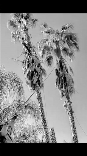 🌳 Golden Roots Tree Care: Palm Tree Removal in Sacramento, CA