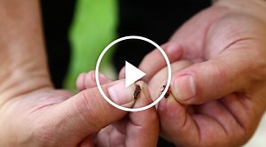 The Animals of Chernobyl