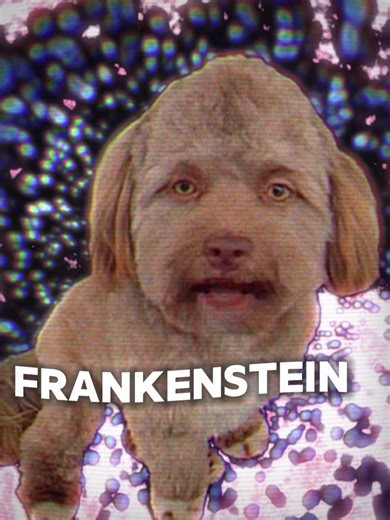 Freestyling Dog’s Unique Roller Coaster Rhyme