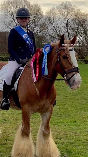 Poppy and Bubbles are @ukponyclubofficial Area 4 winter league novice dressage champions!! And 2nd overall intermediate dressage 🏆 Poppy and Red 2nd place overall Novice dressage!! And Red had a go at his first intermediate test today and placed 6th ♥️ They come so far and I’m so unbelievably proud of them!! #winner #dressage #ponyclub #area4 #traditionalcob @𝐩𝐨𝐩𝐩𝐲