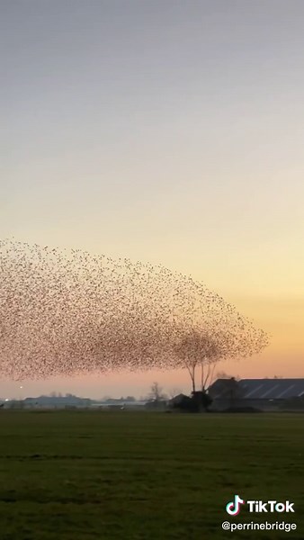 What a sight. By the end of the day, a big murmuration of starlings danced a magical show. 😍 credit to claireonline from #instagram. #shotoniphone #nederland #alphen #murmuration #murmurations #starlings #murmuratie #spreeuwen #spreeuwenzwerm #nature #natuurfotografie #holland #dutch #thisisholland #visitholland