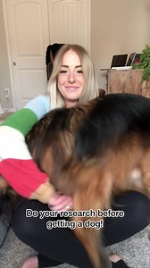 3 Things you should know BEFORE getting a German Shepherd. #gsd #germanshepherd #DidYouKnow | grizzly.bane